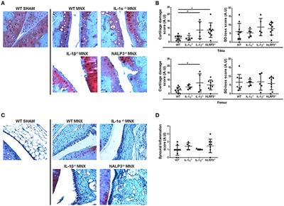 Revisiting the Role of Interleukin-1 Pathway in Osteoarthritis: Interleukin-1α and -1β, and NLRP3 Inflammasome Are Not Involved in the Pathological Features of the Murine Menisectomy Model of Osteoarthritis